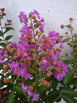 Amazon.co.jp: ワイセイ サルスベリ 赤・白・紫 三色 ミックス 1