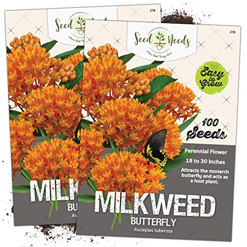 Seed Needs, Butterfly Milkweed Seeds for Planting (Asclepias tuberosa) Twin Pack of 100 Seeds Each
