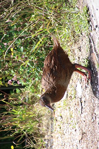 Weka Flightless Bird in New Zealand Journal: 150 page lined notebook/diary