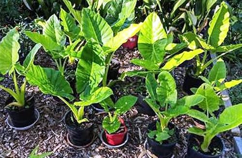 Miniatura 2 de Colocasia Esculenta - Elepant Ear - Taro Gabi Kalo Eddo - 5 bulbos listos para crecer Greenhouse PCA