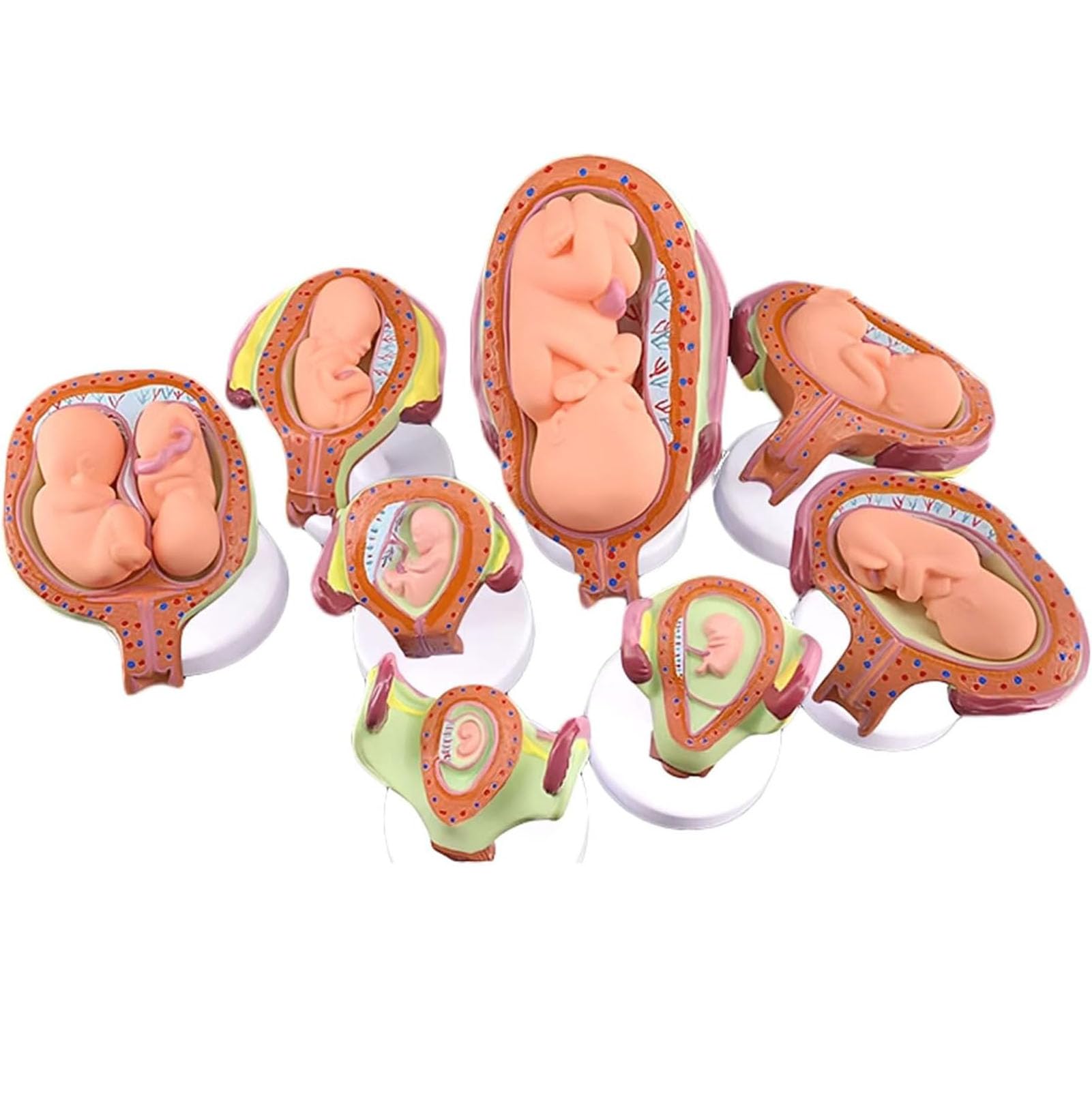 Modèle de développement fœtal humain AMITD pour clarifier l'embryologie complexe