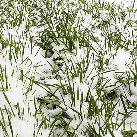 No-Till Winter Rye Seeds - 5 Lbs - Non-GMO Rye Grain Cover Crop Seeds by Mountain Valley Seed Company. Cover
