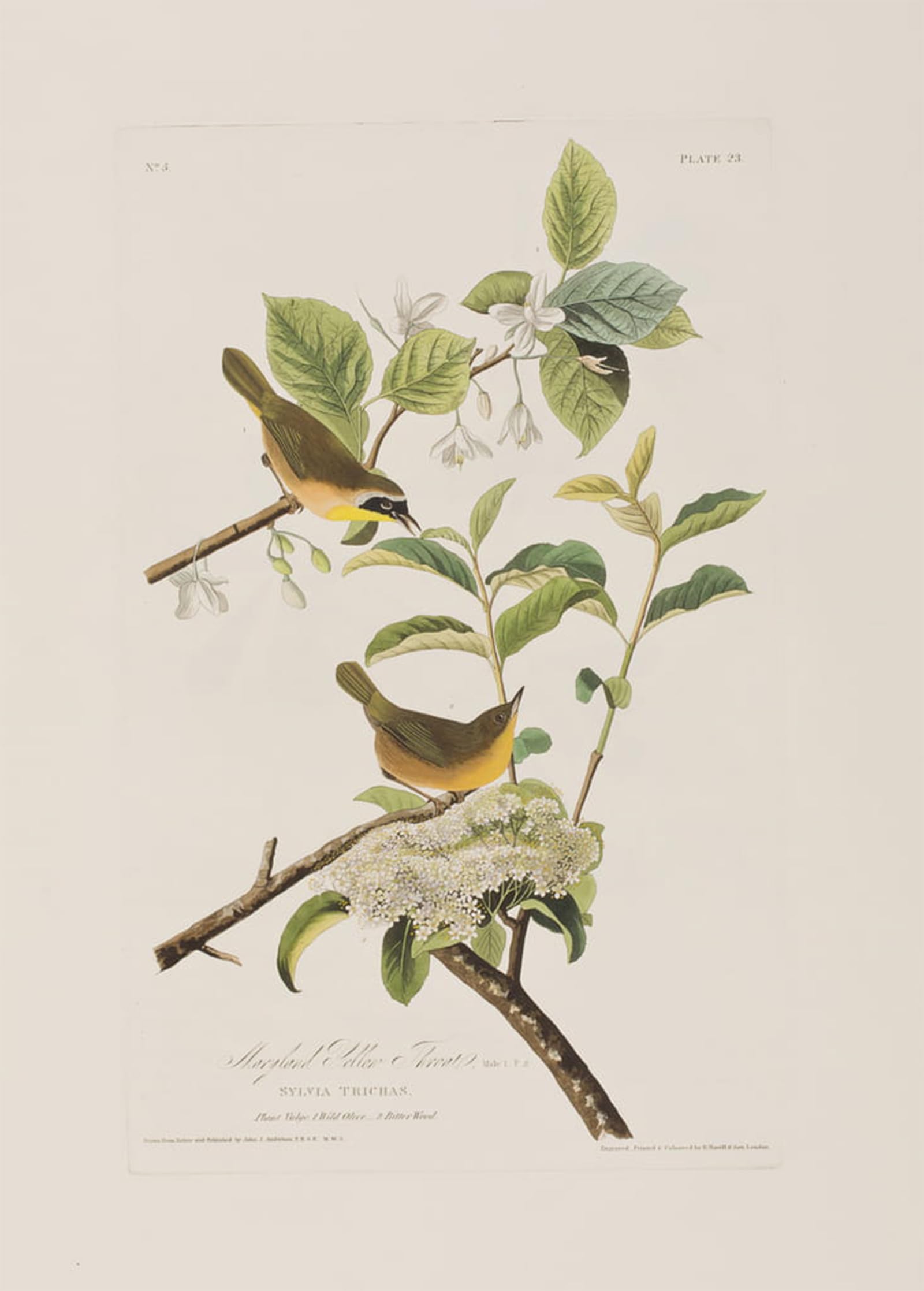 POSTERIIk Famous Modern Artwork Art Mural Illustration From birds of America by John Jamess Audubon Oil Paintings Pictures for Home Decor 60x90cm