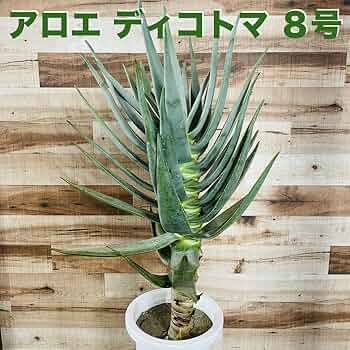 ［現品］84番　アロエ　ディコトマ　8号　観葉植物　室内　大型　屋外　おしゃれ 現品］84番 アロエ ディコトマ 8号 観葉植物 室内 大型 屋外