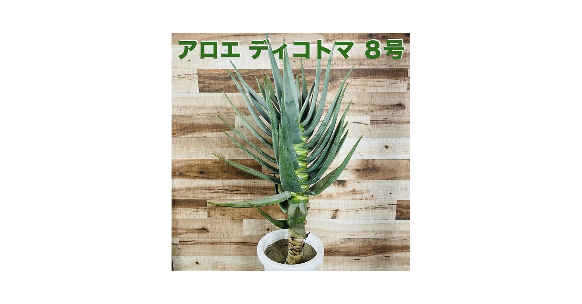 ［現品］84番　アロエ　ディコトマ　8号　観葉植物　室内　大型　屋外　おしゃれ 現品］84番 アロエ ディコトマ 8号 観葉植物 室内 大型 屋外