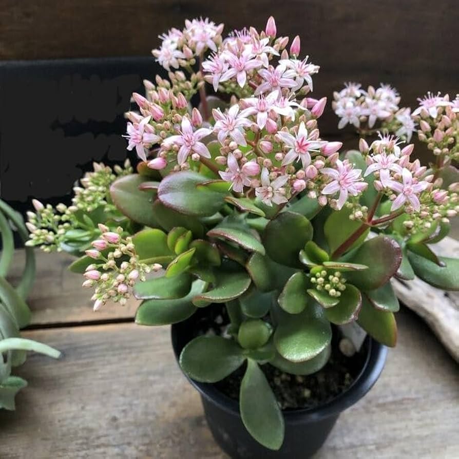 Amazon | 金のなる木 花月 多肉植物 4号黒鉢 観葉植物 成金草