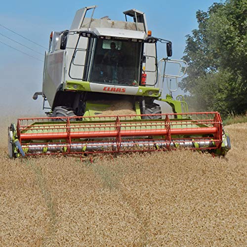 Gerste 5-30 kg für Hühnerfutter Geflügelfutter Futtergerste Vogelfutter Nager Geschält Körner Getreide Barley Sack… – Bild 3