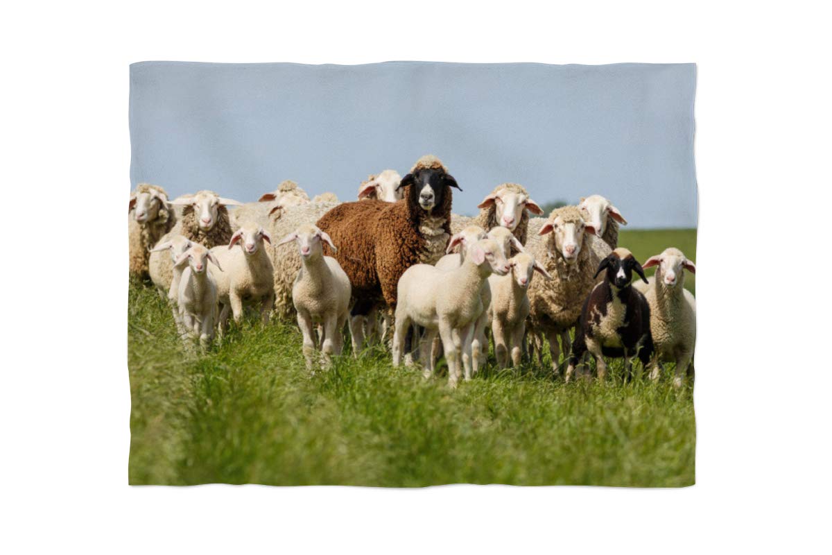 Couverture polaire photo 135x180 cm pour cocooning canapé motif cheval de mouton bassin