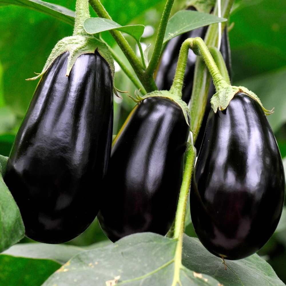 ONLINE PLANT BAZAR Black Beauty F1 Hybrid Brinjal Organic Seeds (Pack of-100 Plus Seeds) (B0CDMCDSVS) Amazon Price History, Amazon Price Tracker