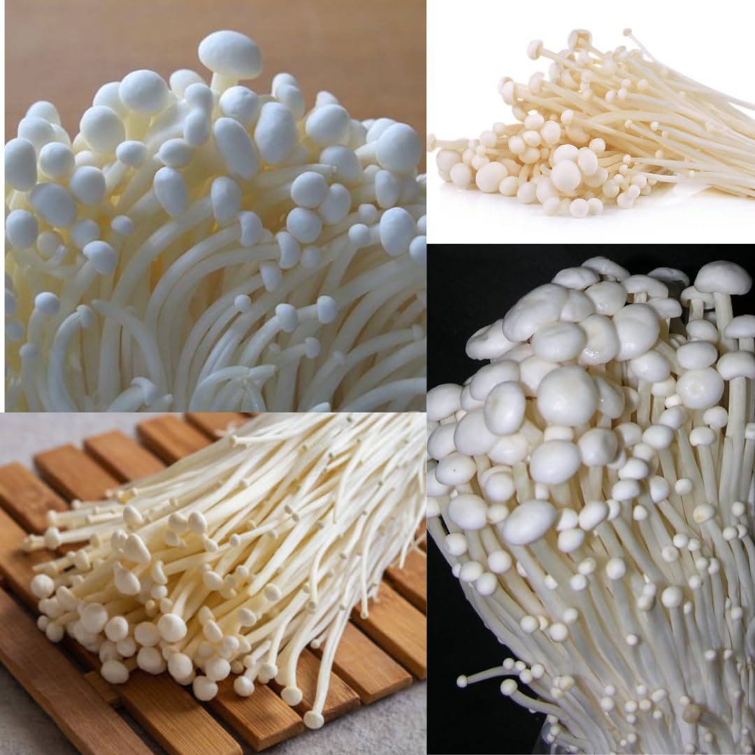 TARULATA PLANTS MARKET Enoki Mushroom Seeds, Pack of 200 Grams in door best vegetable seed (B0DGV4VTMW) Amazon Price History, Amazon Price Tracker