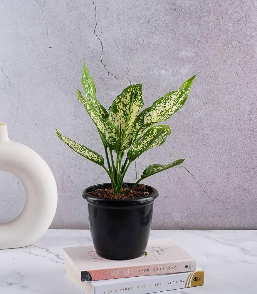 Chinese Evergreen Plant - Easy Indoor Greenery -2 Chinese Evergreen Plant - Easy Indoor Greenery -2