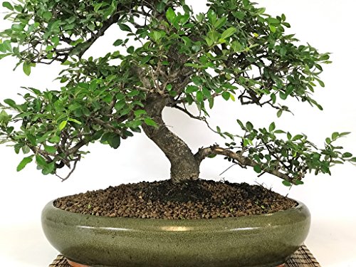 Bonsai di Olmo Cinese (34)