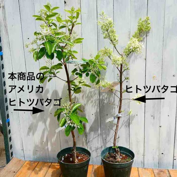 Amazon.co.jp: アメリカヒトツバタゴ ナンジャモンジャの木 苗 6号