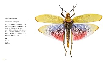 T*R様 珍品 キリギリス標本 昆虫 色彩の奇跡: 大英自然史博物館 珠玉の標本 | ガヴィン