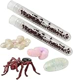 Insect Lore 50 Live Western Harvester Ants - Grown in The USA - Includes Ant Life Cycle Stages Figurines - Refill Habitat and Observe