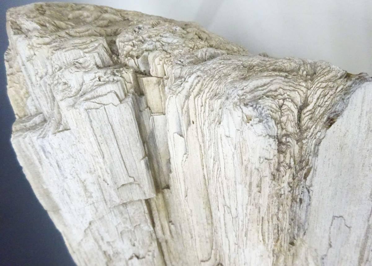 Amazon.co.jp: (TD)珪化木重さ：約6kg高さ：約11cm白地形化石木ウッド