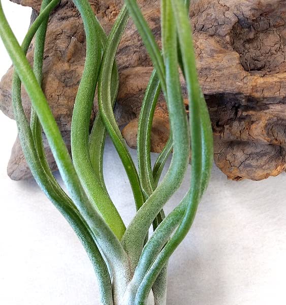 Amazon｜エアプランツ チランジア ブルボーサ ハイブリッド (12