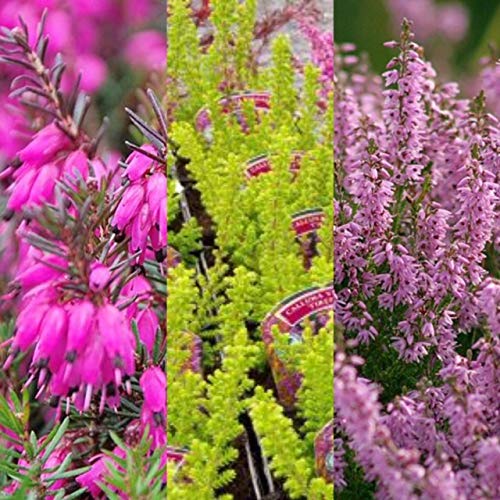 Carbeth Plants 10x Mixed Heather Plants - Callunas - Ericas in 9cm Pots