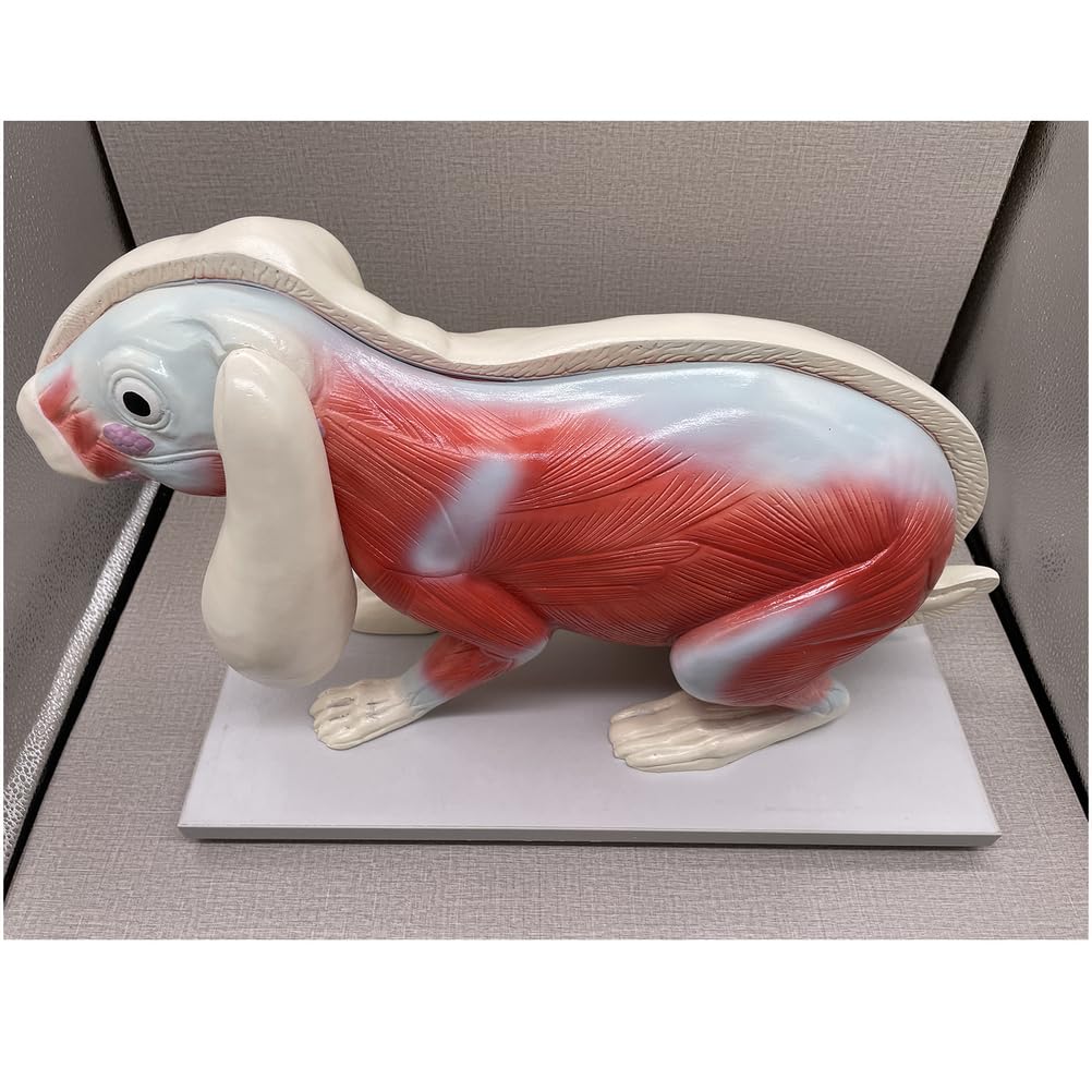 Kaninchen-Anatomie-Modell Torso-Körper-Anatomie-Modell für Medizinstudenten 20-Zoll-abnehmbares Tier-Torso-Anatomiemodell