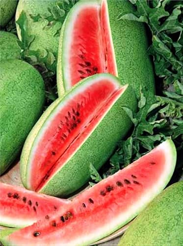 Semillas Fruta Sandía Charleston Gris Verde - 20 Semillas