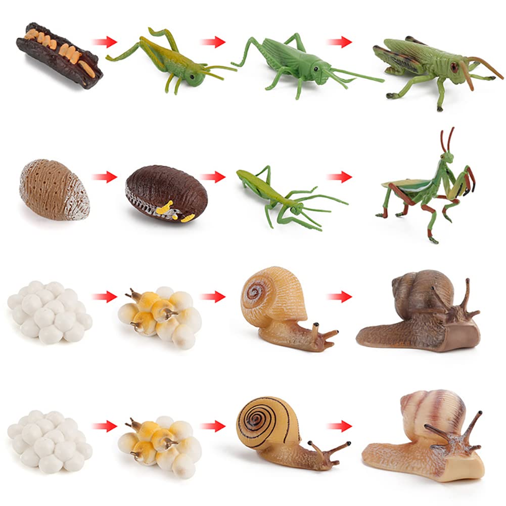 Ciclo Di Vita Degli Insetti - Set Di Figure Educative: Locusta, Lumaca E Mantide, Modelli In PVC Per Bambini (4 Stadi)