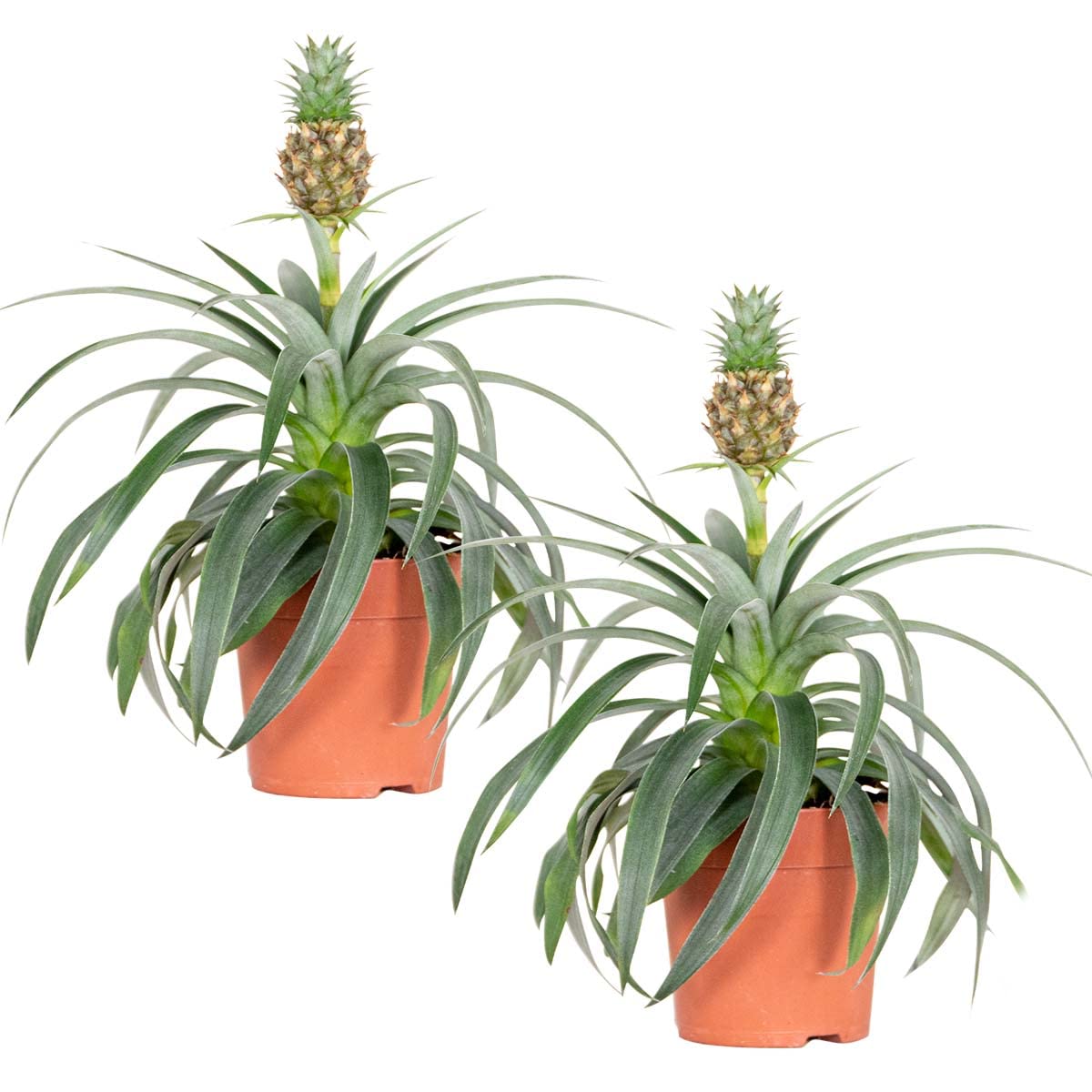 Bloomique - 2er-Set - Ananas comosus - Zier-Ananas - Bromelien -  Zimmerpflanze - Luftreinigend - Hhe 30-40 cm - Topf 12 cm : Amazon.de:  Garten