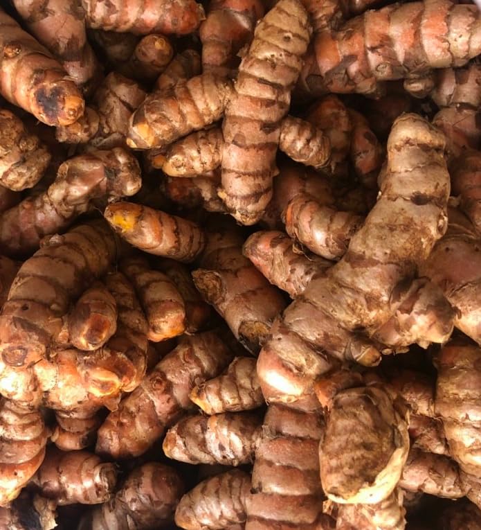 8 Fresh Turmeric Roots for Planting, Golden Orange Turmeric Ginger Whole, Perennial Herb - Image 6