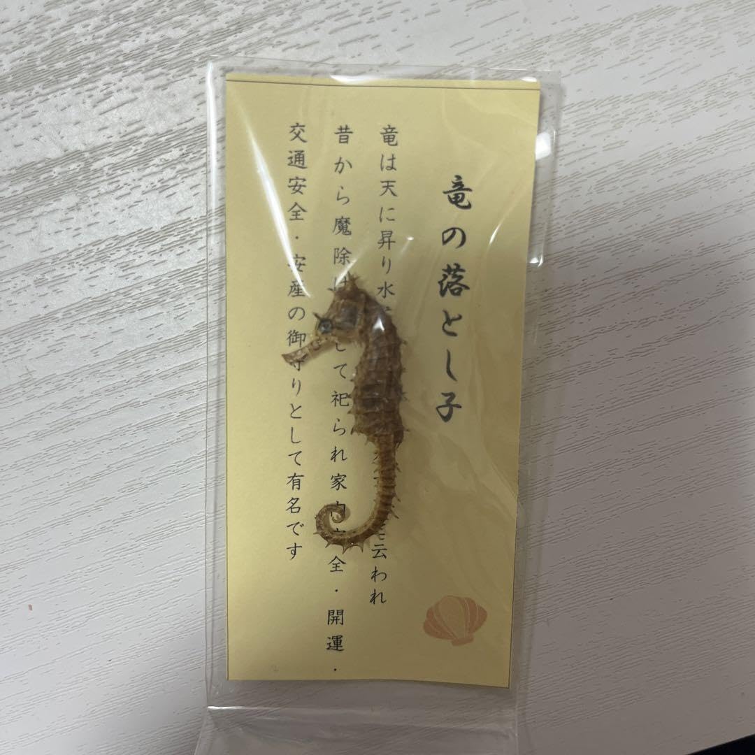 Amazon.co.jp: 珍品 タツノオトシゴ 標本 幸運のお守り : おもちゃ