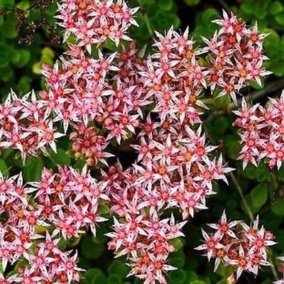 50 Semi - Sedum Stolon Stonecrop succulente Seeds (Sedum Stoloniferum)