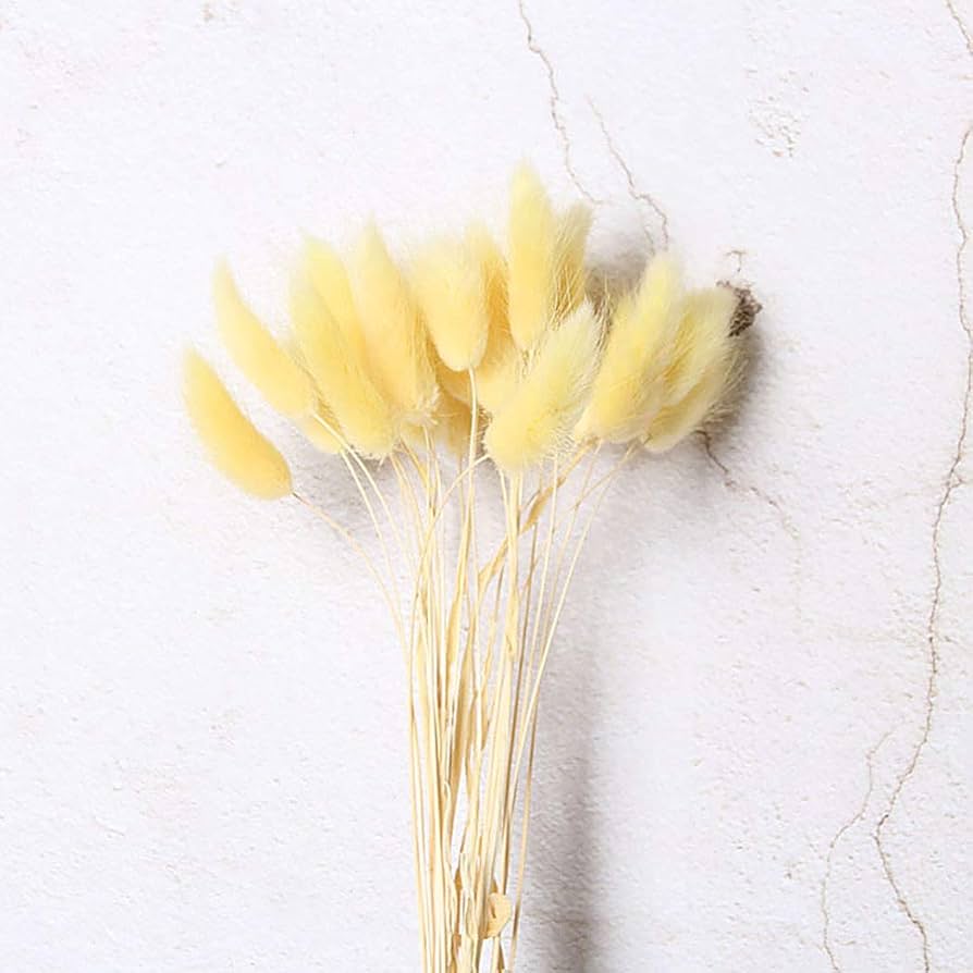 pantydropper × uncrowd Dry flower white Buy boxoon 60PCS Natural Dried Flower Flowers for Desk