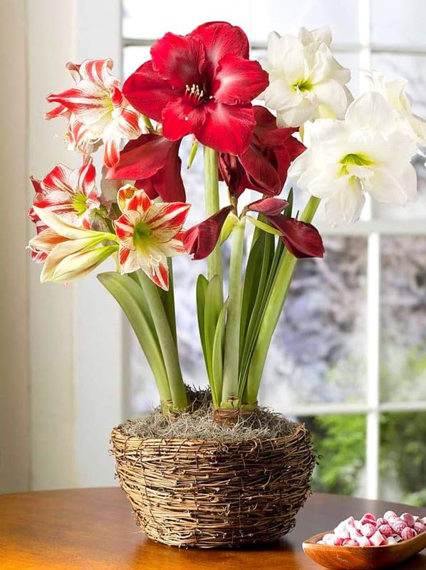 Imported Double Amaryllis Lily Flower Bulbs for Planting and Gardening (Pack of 3 Mixed Flower Bulbs)-image-25