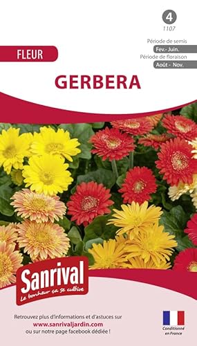 Sanrival Gerbera Miscela Di Fiorista