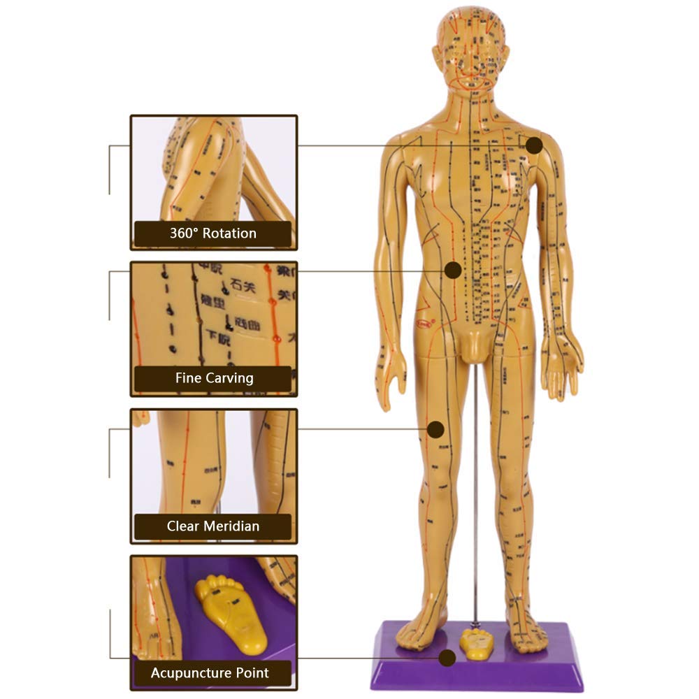 Sjdopulse Men's Human Acupuncture Model - 360° Rotate Acupuncture Model - 60Cmmedicine Acupunctur Model - Human Meridian Points Chinese Medicine Health Massage ()