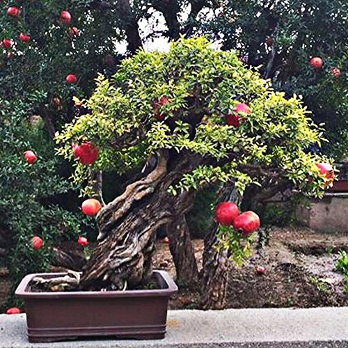 20pcs / bag Granatapfel Mini Bonsai Samen-Haupt Pflanze Kstlicher  Frucht-Samen Big And Sweet Fr Hausgarten beobachten Pflanzen Sprieen 95%  : Amazon.de: Garten