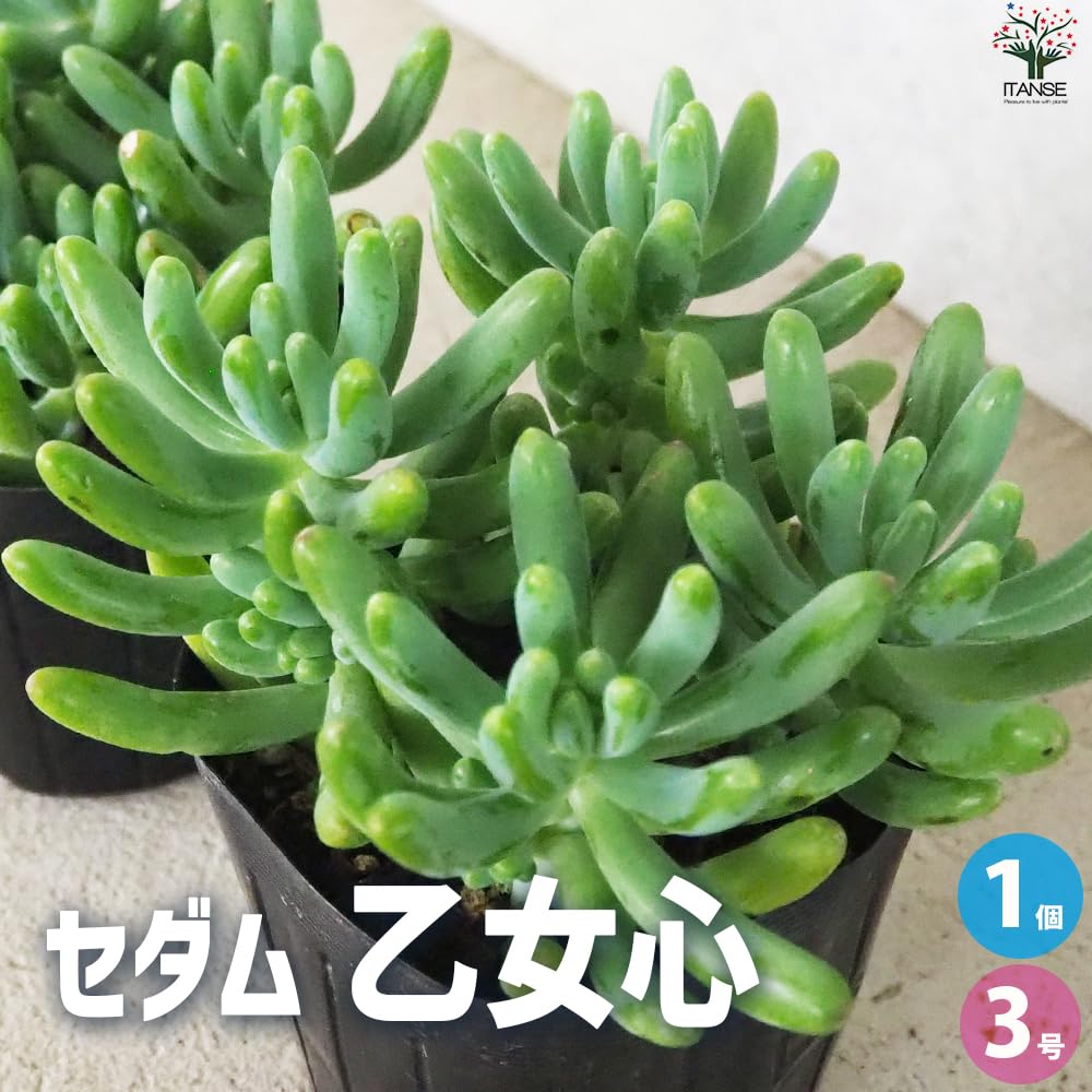 Amazon.co.jp: ITANSE セダム 乙女心(オトメゴコロ) 3号ポット 1