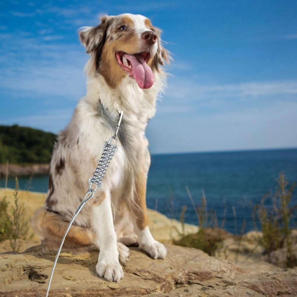 Correa Perro Grande para Exteriores 3 Metros | Correa De 300cm para Perros,Correas para Perros Largas y Resistentes con Cable de Acero (Plateado, 3 Metros Primavera)