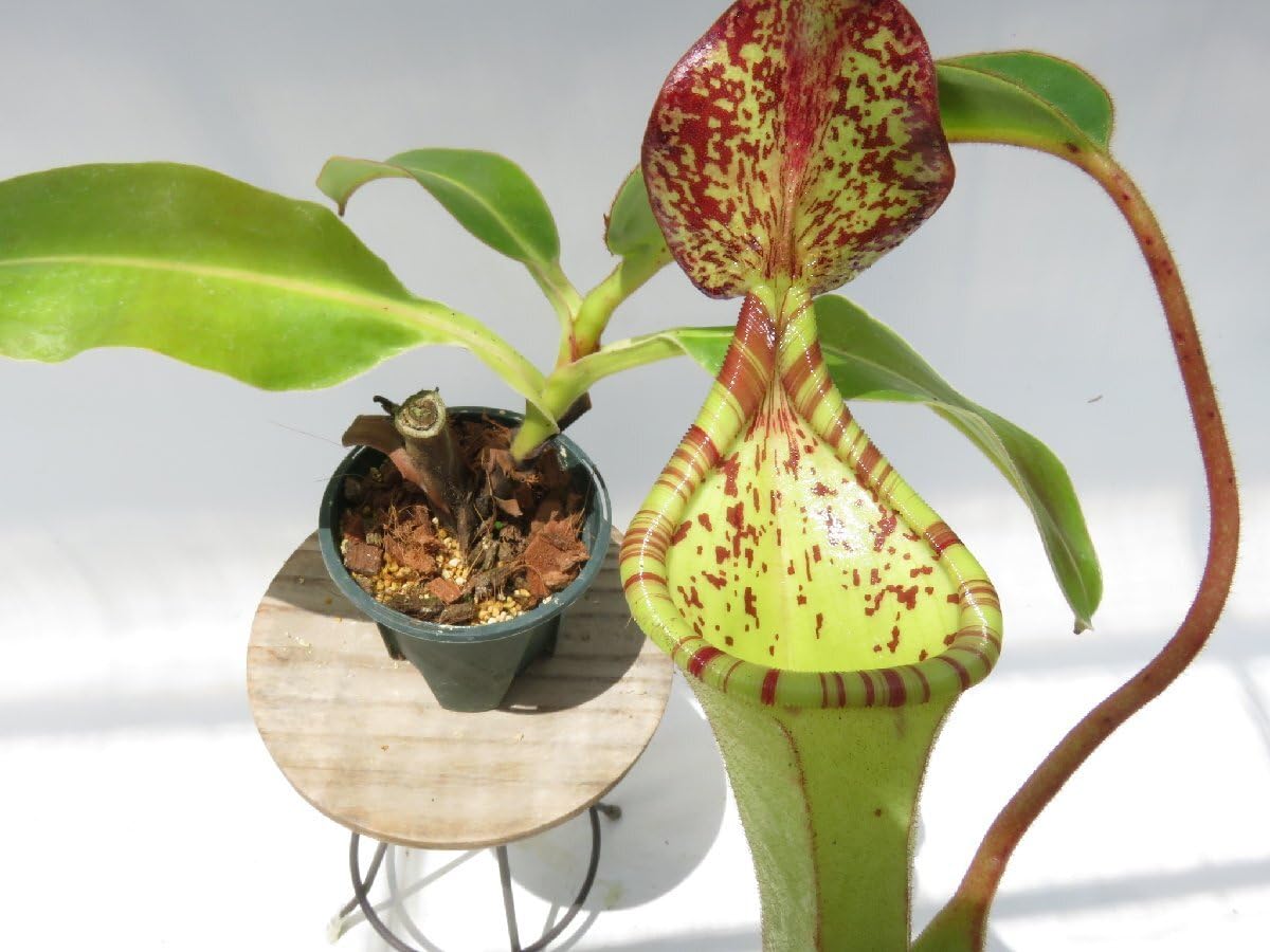 Amazon.co.jp: N.glandulifera × ephippiata EPH-1-08-2 2.5号現品限り