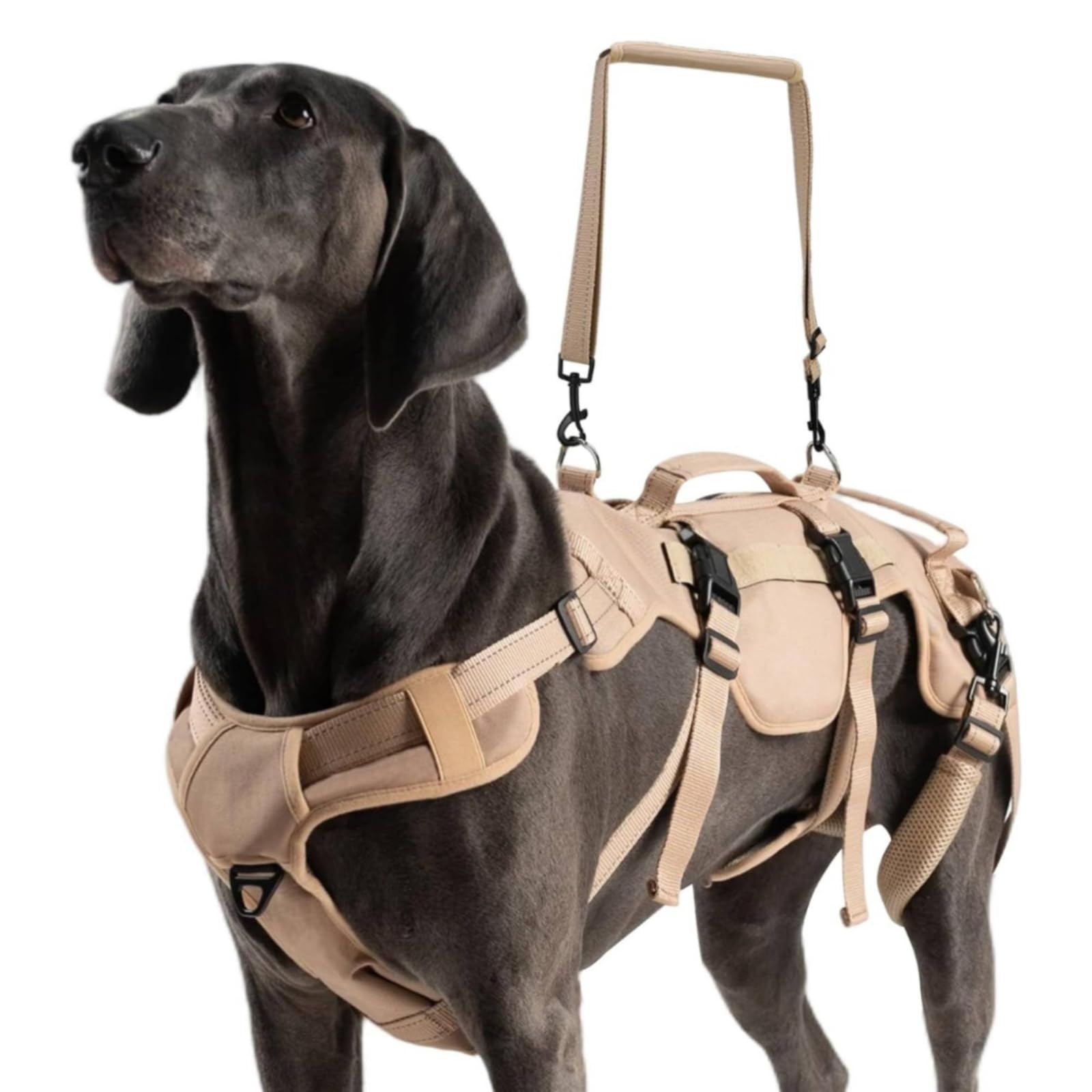 Harilla Imbracatura di Riabilitazione Regolabile | Resistente, fascia di Assistenza per Cani, Sicuro, Imbracatura per Cani con Anelli Attacco in Metallo, Beige, L