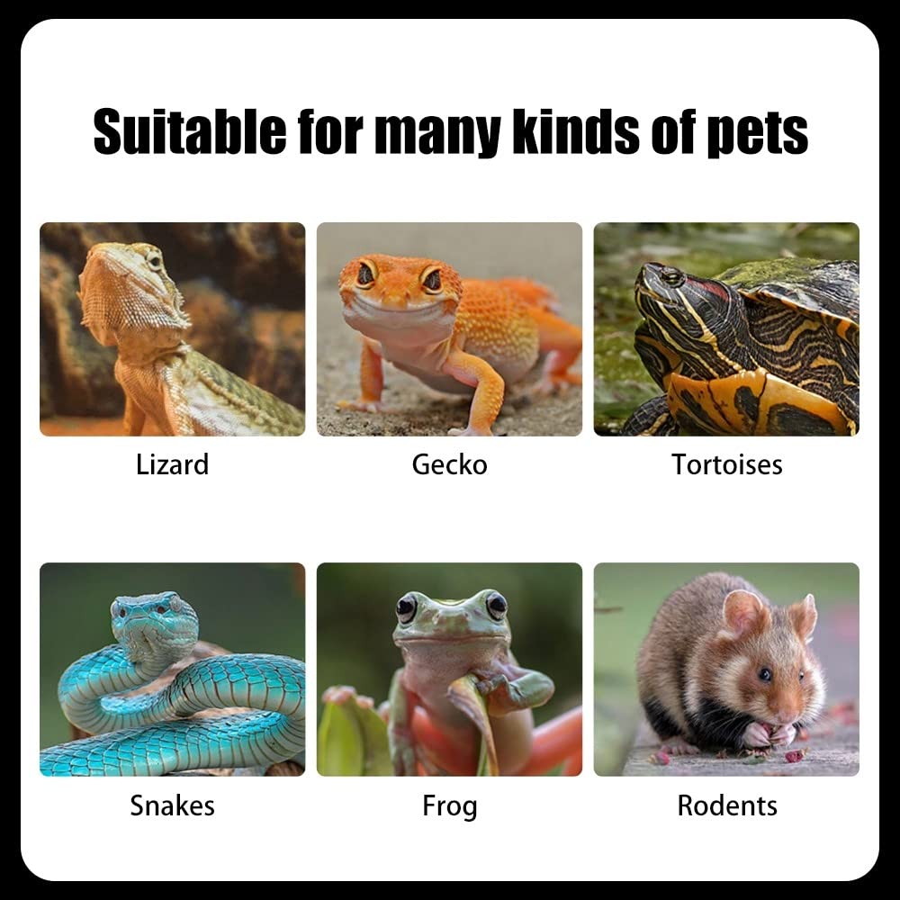 Kit D'outils d'alimentation pour Reptiles,Pince de Capture D'insectes Lézard Transparent pour Hamsters Gecko Lézard Petits Animaux