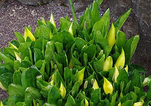 Miniatura 8 de 10 semillas de flor de col lysichiton americanus mofeta húmeda de lysichiton amarillo