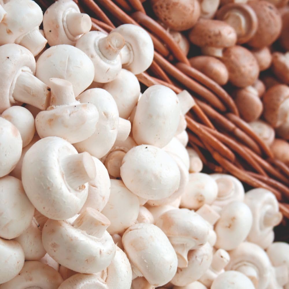Mushroom Windowsill Kit White Button Garden Plant Hardy Perennial Garden Plants Easy to Grow Your Own 3 Litre Prepack by Thompson and Morgan.