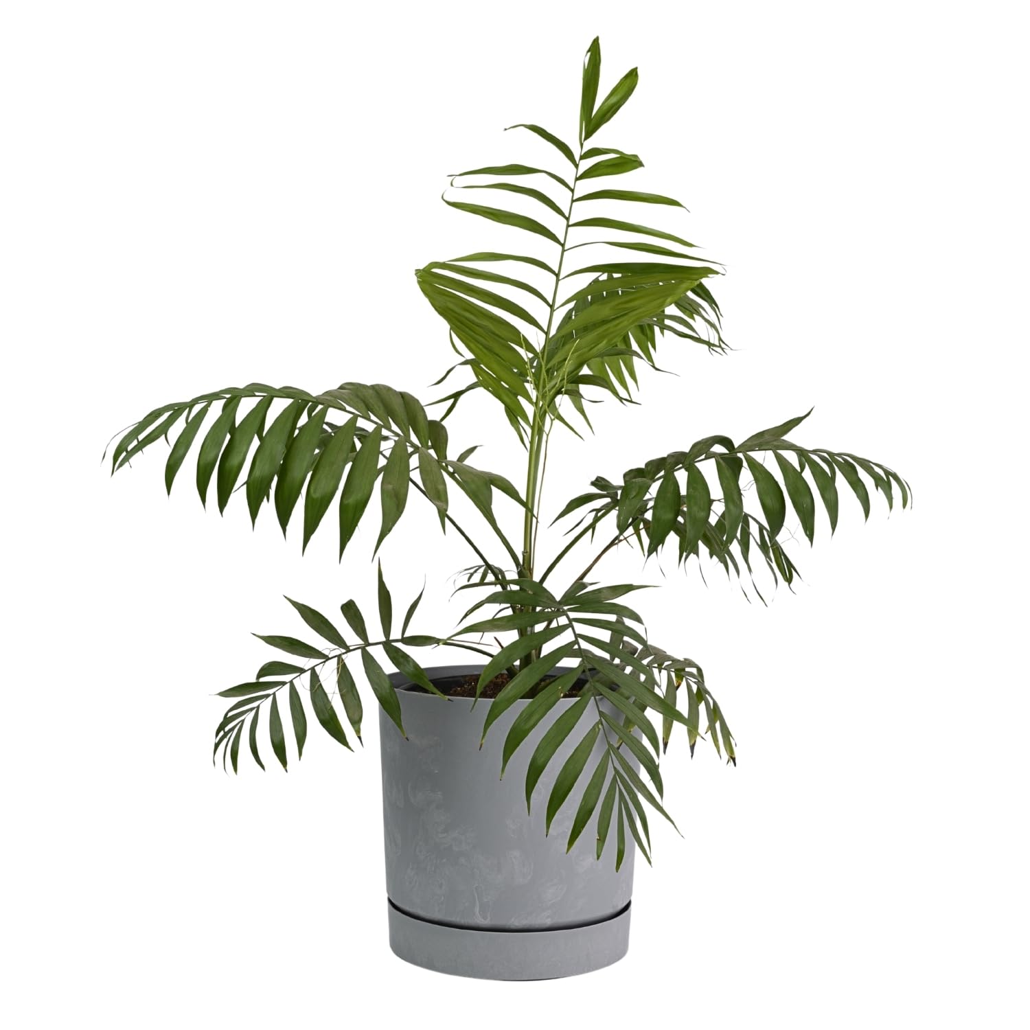 Prosperplast (Concrete, 11Cm) Plant Pots Indoor Outdoor Plastic Flowerpot Small Medium Large Tubo 5 Colours