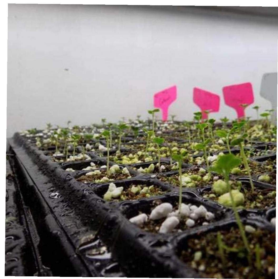 72 Cellules Semences Plateau À Semis - Lot De 5 PCS, Bac Cellulaire Pour Germination Et Propagation