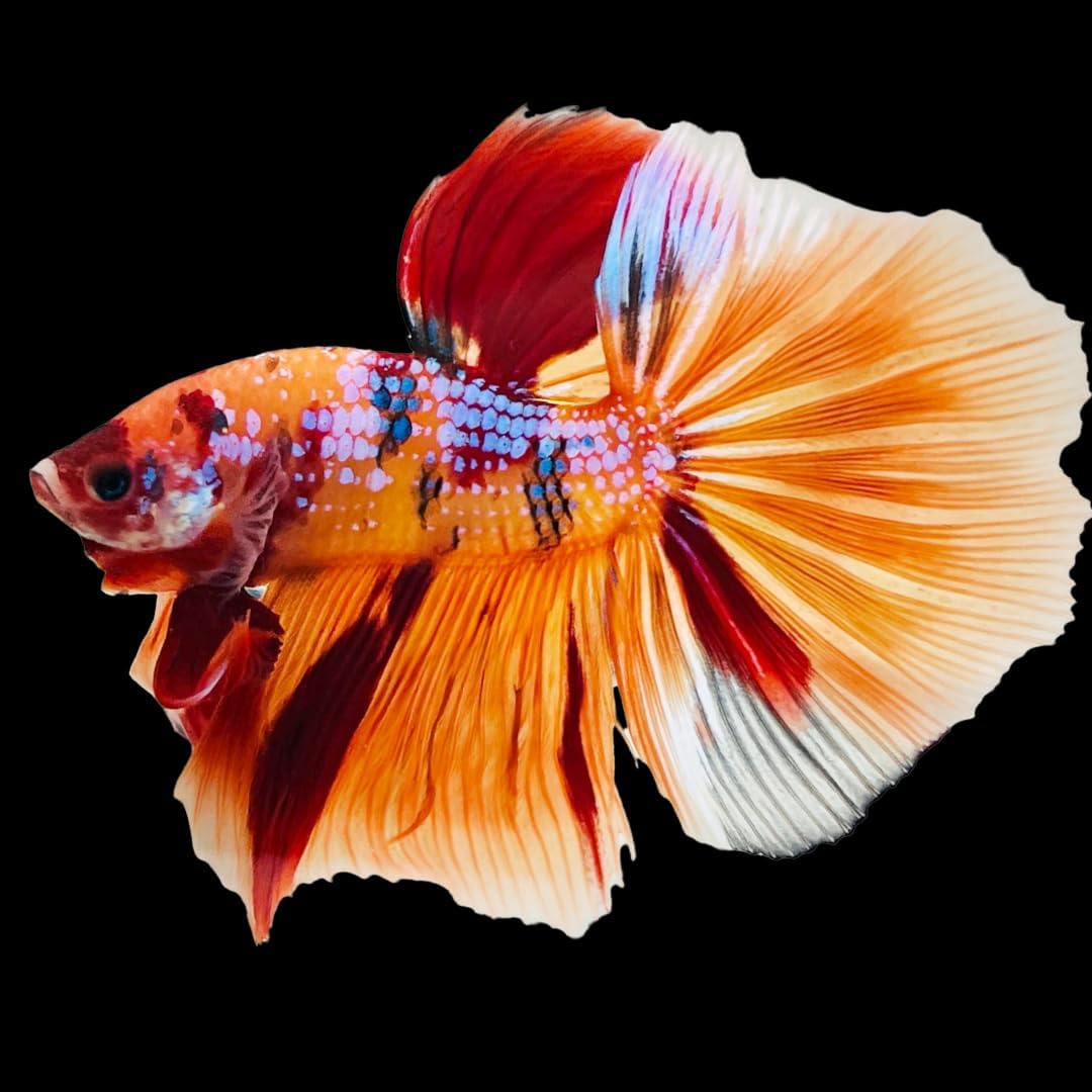 Koi Nemo Halfmoon Male Betta Fish - Live Fish for Aquarium Exotic Freshwater Live Fish