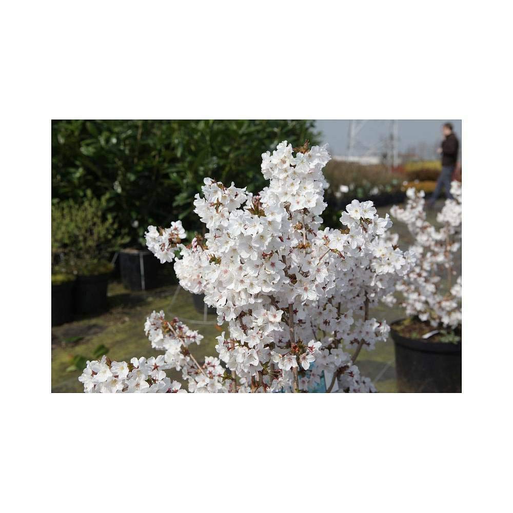 Potted Hardy Garden Plant Cherry, Trees for Small Gardens, White Blossom in Spring, Low Maintenance Plants, 2X Prunus Nipponica Brilliant Plant in a 3.6 Litre Pot by Thompson & Morgan (2)