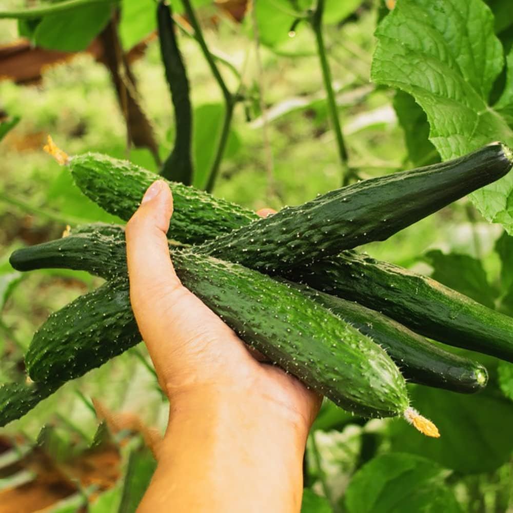 Gurken Samen GemüSesamen Gurke Alte Sorten GemüSe Pflanzen Balkon GrüNe