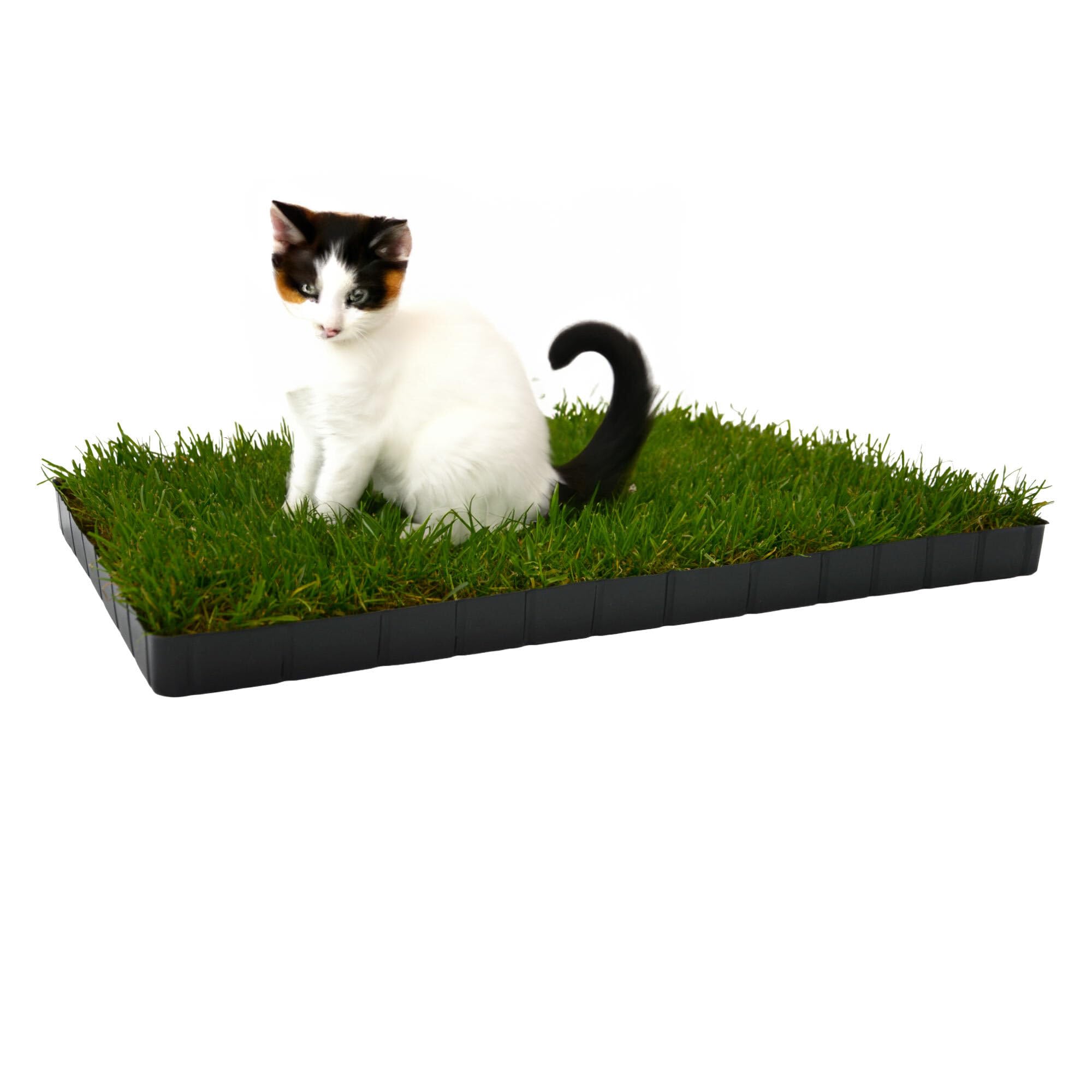 UNUS Katzengras gewachsen echtes Gras Katzenwiese in Kunststoff-Schale 58x38cm für drinnen und draußen