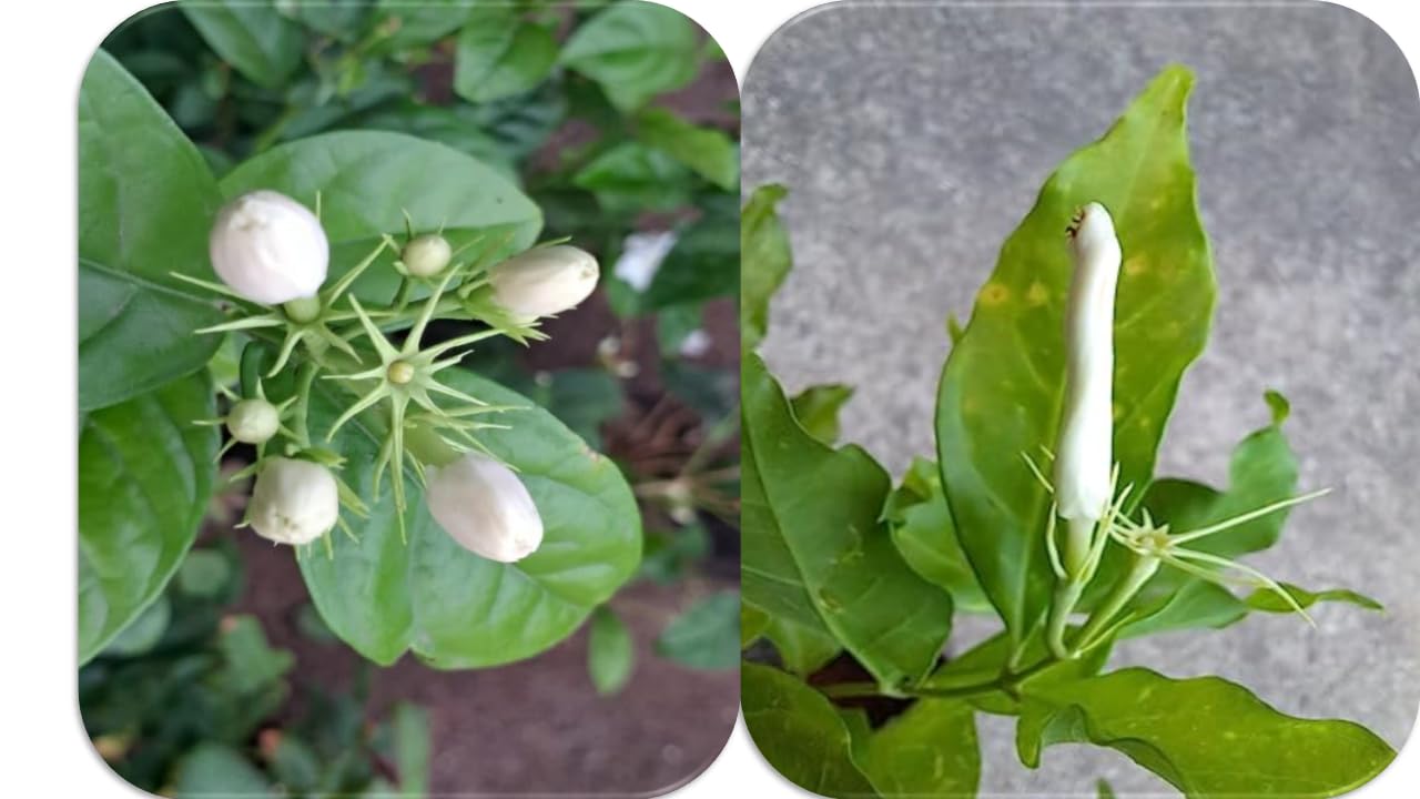 CooPany® Combo Fragrance Flower Plants Rare Variety Ram Jasmine/Ramer Banam Jasmine and Jasmine Plant / மல்லி பூ செடி Pack of 2 Healthy Live Plant With Safe & Secure Packing