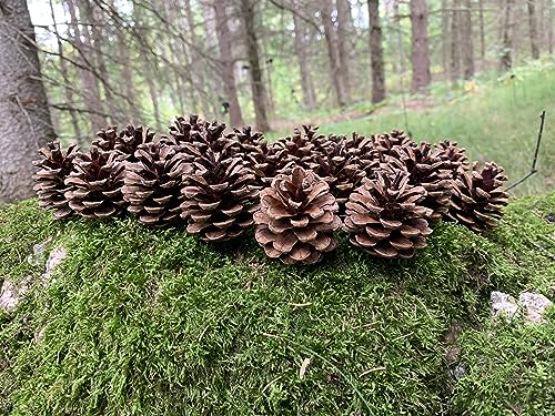 Red Pine Cones Bulk Amount (250 Count) Also Known as Norway Pine Cones, About 1.5-2 Inches High, 100% Natural Cones and Color with No Weathering