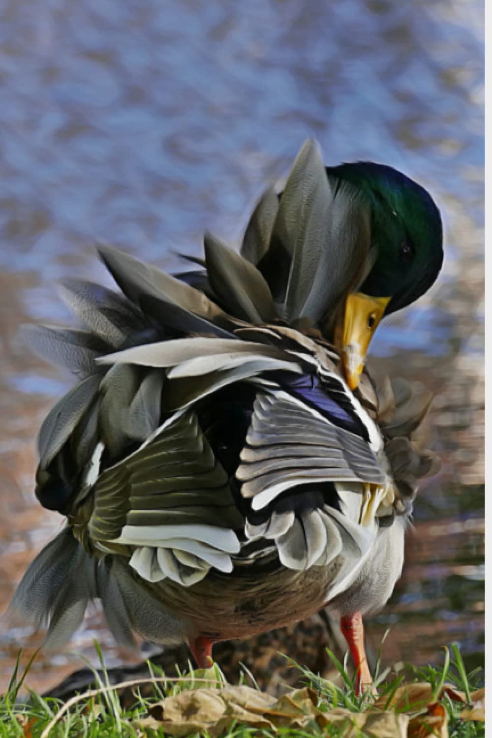 Preening Mallard Duck - Lined Journal Notebook - 6x9 - 160 Pages